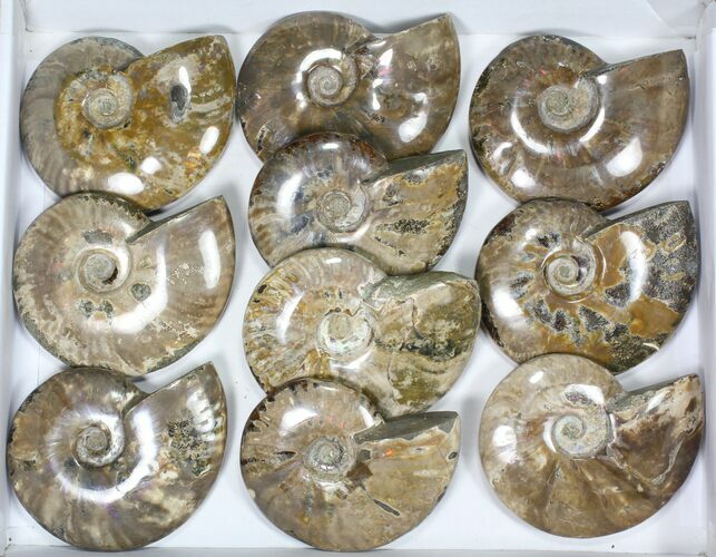 Lot: to / Polished Ammonite Fossils - Pieces #82648